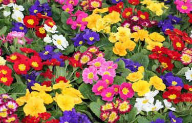 colored primroses during the first days of spring
