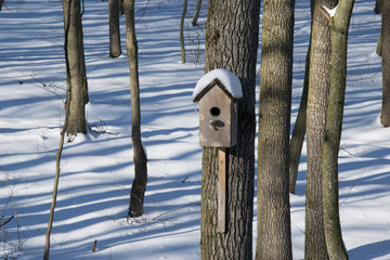 birdhouse in the winter forest