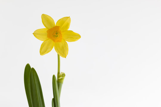 Sarı nergis beyaz arka plan