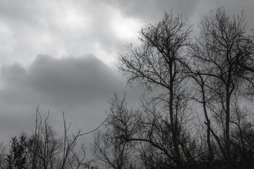 Black tree Silhouette against a Gray Cloudy Sky