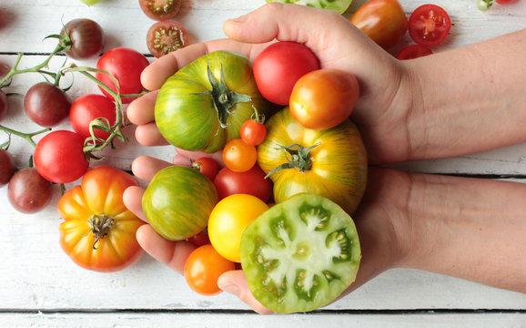 viele bunte Tomaten Haufen bunt H&auml;nde 