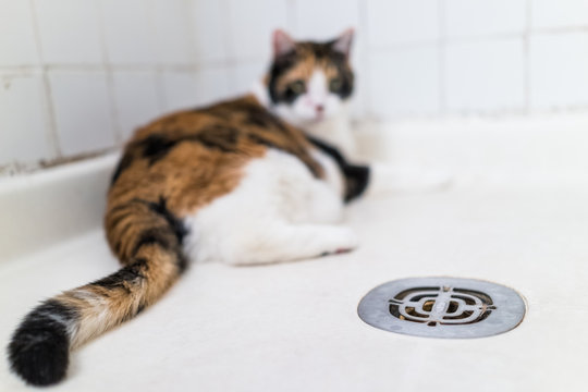 Calico Cat Lying In Shower Next To Drain