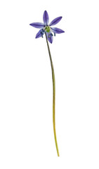 Pressed and dried flower bluebell. Isolated