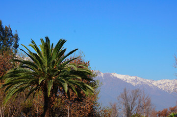 Fototapeta na wymiar Palm tree and snowy mountains