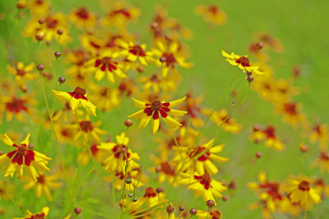 Coreopsis tinctoria or calliopsis as background  (Plains coreopsis, garden tickseed, golden tickseed, or calliopsis).