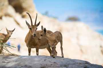 Ibex at Ein gedi national park, dead sea, israel