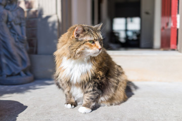 Calico maine coon cat with green eyes sitting outside squinting - Powered by Adobe
