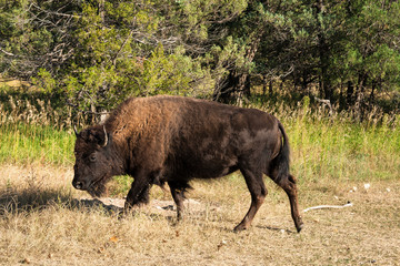 Buffalo in Campground in Theodore Roosevelt Nat'l Park, North Dakota