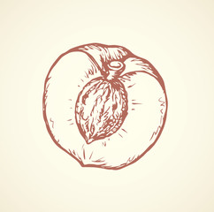 Vector illustration. Apricot