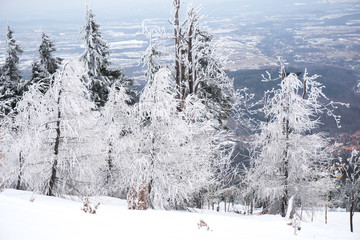 firs covered with snow in the mountains