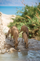 Ibex at Ein gedi national park, dead sea, israel