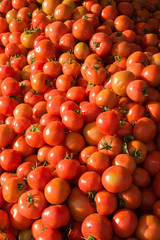 Fresh Tomatoes at Weekly market at Guelmim, Morocco