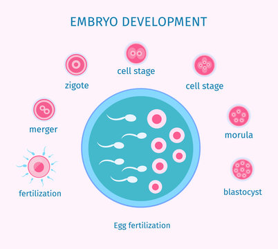 Egg Fertilization Process Flat Template