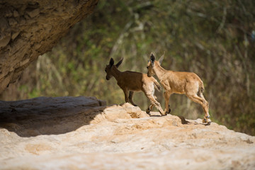 Ibex at Ein gedi national park, dead sea, israel
