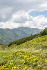 spring pink rhododendrons flower in mountain