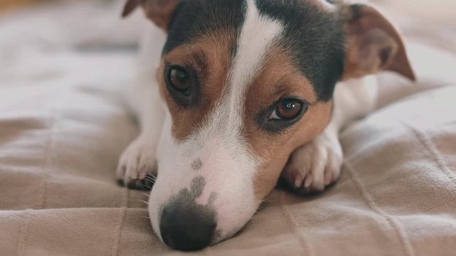 sad Jack Russell Terrier dog looking at the camera, shooting from hands