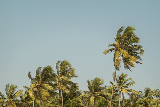 Palm trees on the blue sky