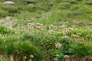 green spring background, flower in mountain