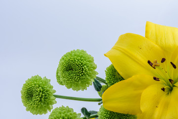 Yellow flower with green flowers in background with whitespace
