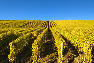 Weinberg im Herbst, gelbes Laub, blauer Himmel