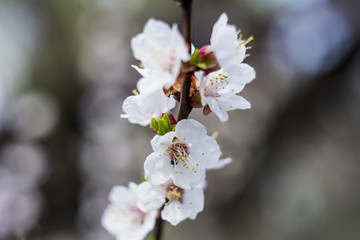 Apricot tree with flower buds and flowers blooming in spring, vintage retro floral background with sun rays. Spring mood. New life. Great mood. 