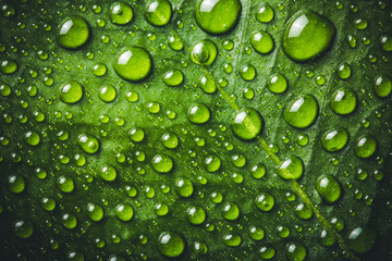Natural leaf covered with water drops.