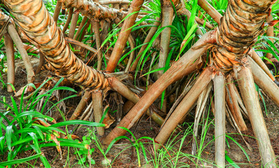 The roots of an exotic tree.