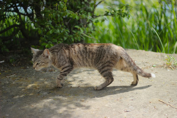 A cat on the hunt before attack