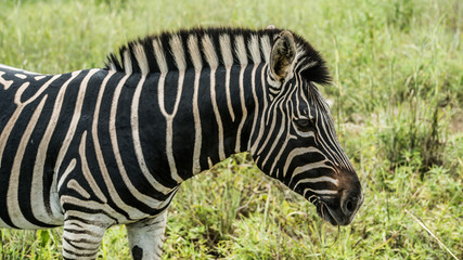 Zebra in the jungle