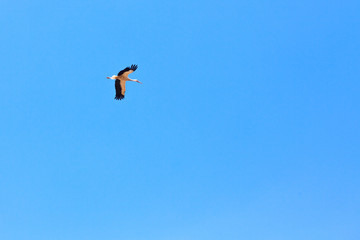 flying stork