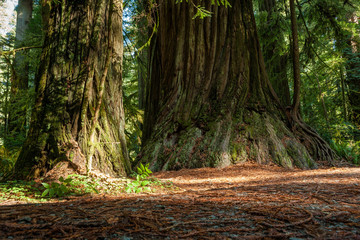 Huge trees at Jedediah Smith Redwoods State Park, Oregon