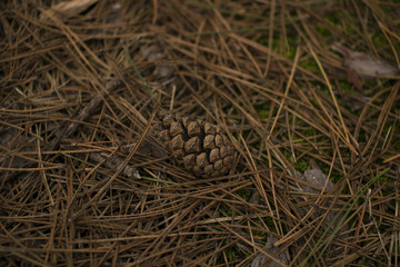Fir cone in the forest 
