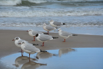 multiplication of seaguls