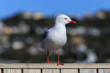 Fototapeta premium Rotschnabelmöwe
