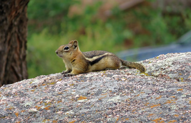 Eastern Chipmunk  lying on a rock. Closeup. Green blurry background.