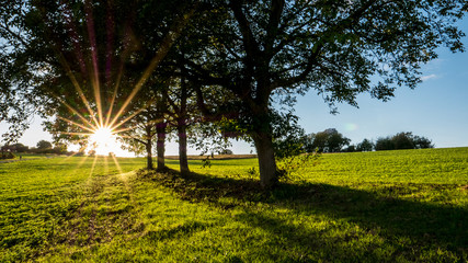 Sonnenstrahlen im Baum
