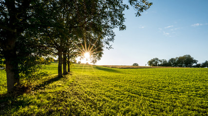 Sonnenstrahlen im Baum