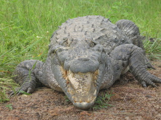 Obraz premium West African Crocodile in Burkina Faso