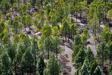 Pinienwald im Landschaftspark Parque Rural del Nublo