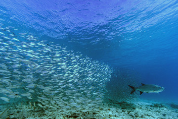 Caribbean coral reef