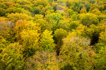 Fototapeta premium Herbstwald, Rügen, Buchen, Wald
