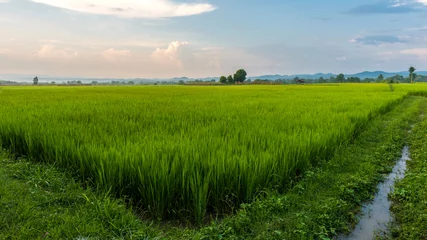 Voilages Campagne Rice field green grass blue sky cloud cloudy landscape background