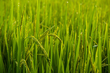Obraz premium Rice field and dew in the morning with bokeh light.
