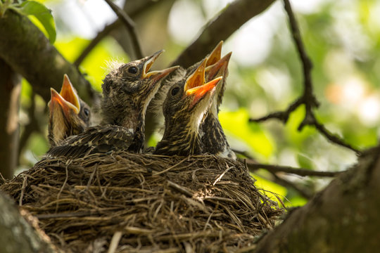 four hungry сhicks in a nest on an apple tree branch in spring	