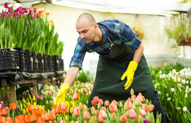 Florists man working with flowers in a greenhouse. Springtime, lots of tulips,flowers concept,Industrial cultivation of flowers,a lot of beautiful colored tulips