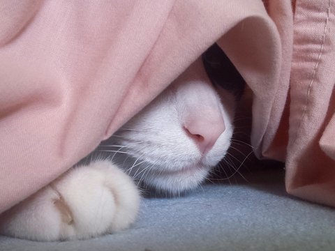 gato escondido 