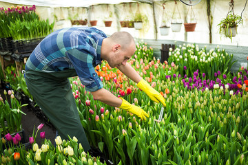 Florists man working with flowers in a greenhouse. Springtime, lots of tulips,flowers concept,Industrial cultivation of flowers,a lot of beautiful colored tulips