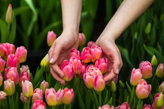 hands with tulips close up,a lot of beautiful multicolored tulips growing on a field, in the garden, in the greenhouse,red,yellow,violet,orange,pink tulups,Springtime, lots of tulips,flowers concept