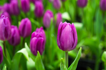 a lot of beautiful multicolored tulips growing on a field, in the garden, in the greenhouse,red,yellow,violet,orange,pink tulups,Springtime, lots of tulips,flowers concept
