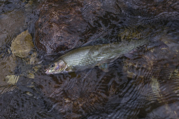 Grayling fish in water